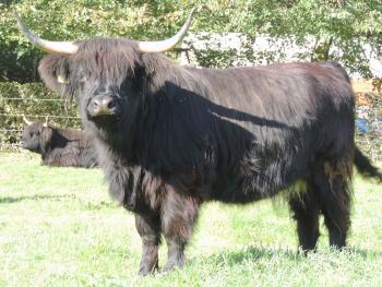 animal image