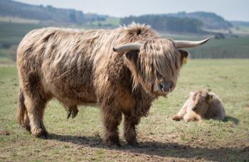 animal image