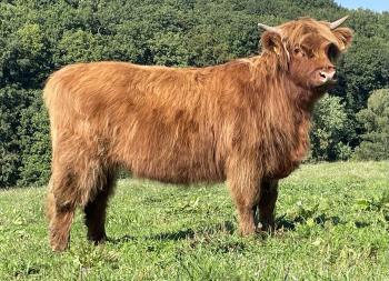 animal image