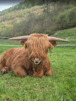 animal image