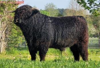 animal image
