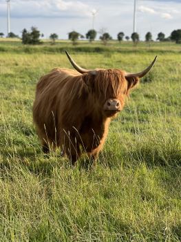 animal image