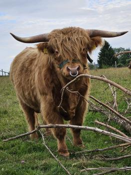 animal image