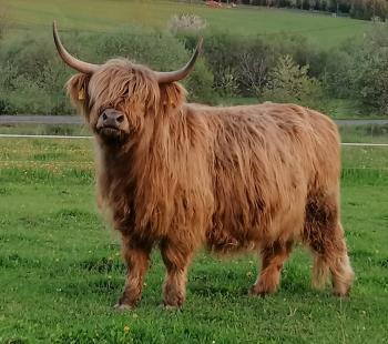 animal image