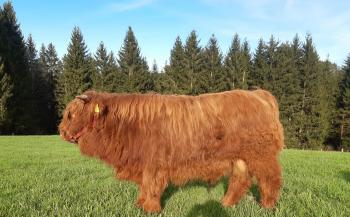 animal image