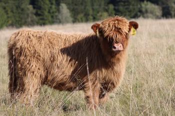 animal image