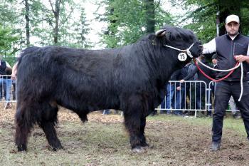 animal image