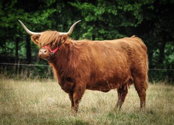 animal image