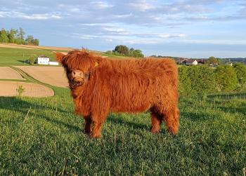 animal image