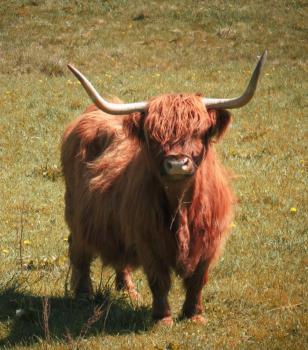 animal image