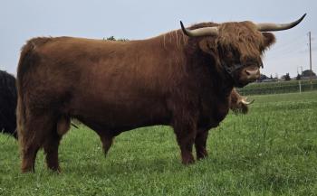 animal image