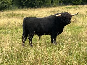 animal image