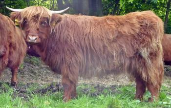 animal image