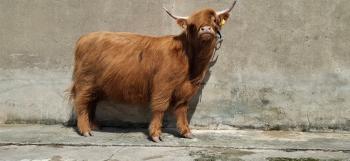 animal image