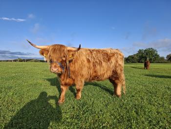 animal image