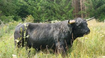 animal image