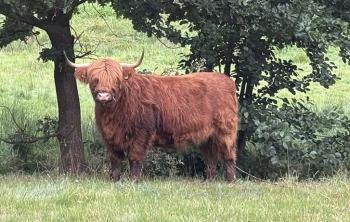 animal image