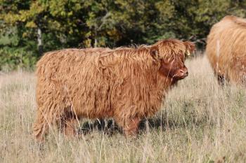 animal image