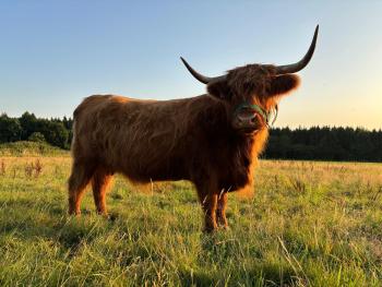 animal image