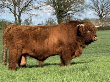 animal image
