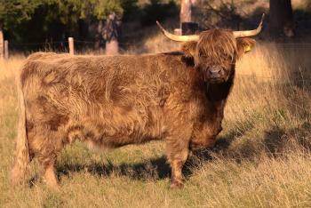 animal image