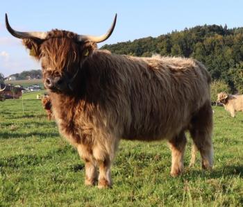 animal image