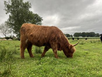 animal image