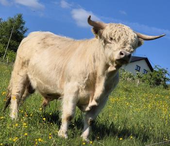 animal image