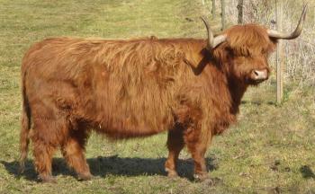 animal image