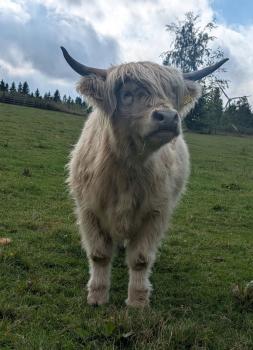 animal image