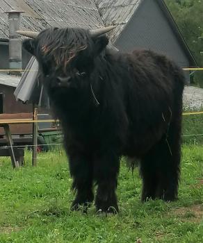 animal image