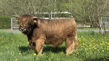 animal image