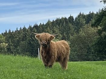 animal image