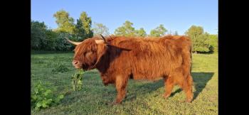 animal image