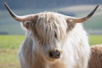 animal image