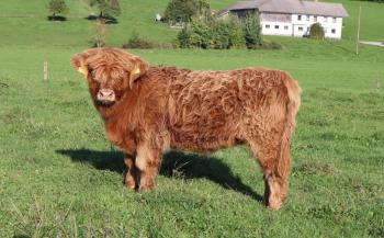 animal image