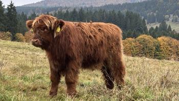animal image