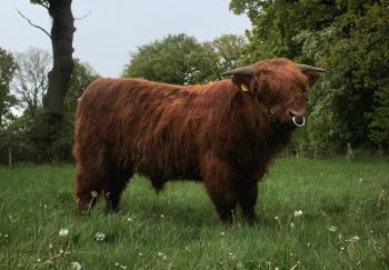 animal image