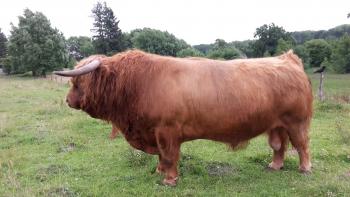animal image