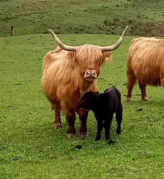 animal image