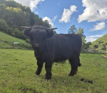 animal image