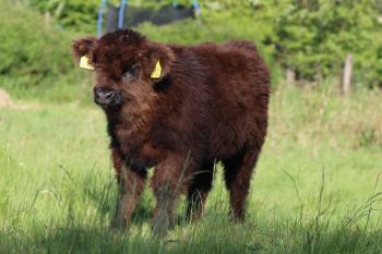 animal image