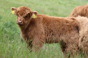 animal image