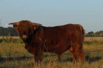 animal image