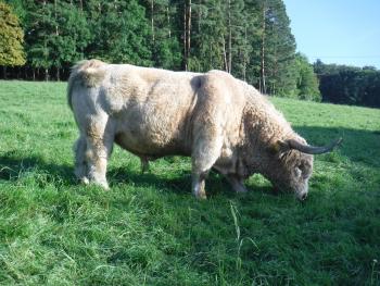 animal image