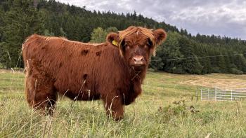animal image