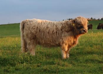 animal image