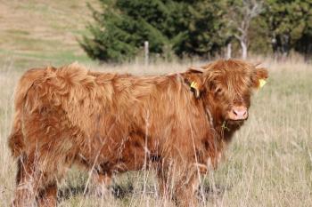 animal image