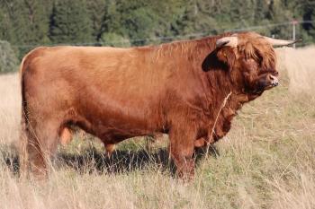 animal image