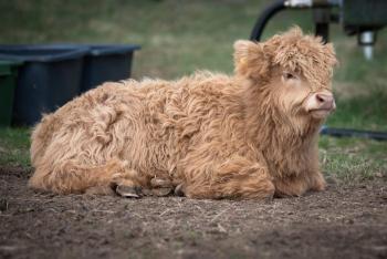 animal image